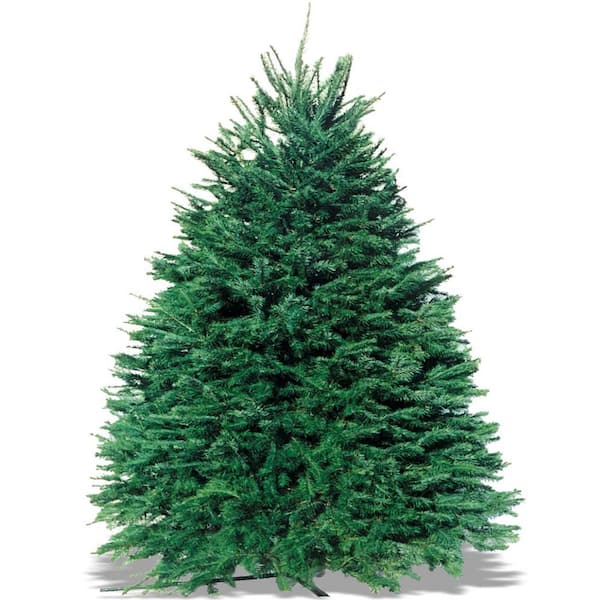 MCKENZIE FARMS 7-8 ft. Freshly Cut Live Psuedotsuga Douglas Fir Christmas Tree