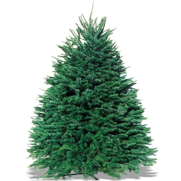 Unbranded 5-6 ft. Freshly Cut Pseudotsuga Douglas Fir Christmas Tree