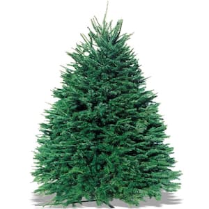 8-9 ft. Freshly Cut Live Pseudotsuga Douglas Fir Christmas Tree