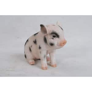 Sitting Baby Pig With Black Spots