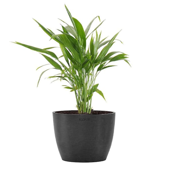 United Nursery Areca Palm Dypsis Lutescens Live Plant in 6 inch Premium Sustainable Ecopots Dark Grey Pot with Removeable Drainage Plug