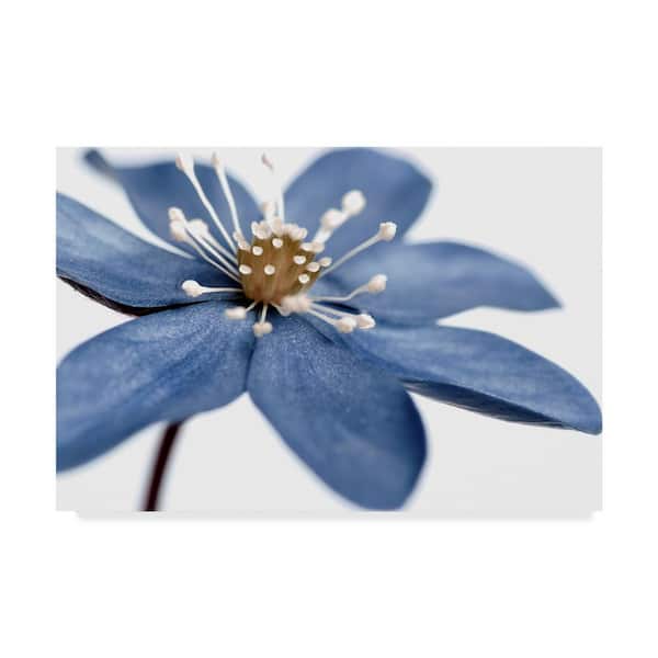 Trademark Fine Art Tom Quartermaine Blue Flower On White Canvas Unframed Photography Wall Art 22 in. x 32 in