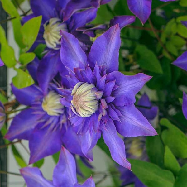 Spring Hill Nurseries 4 in. Pot Multi Blue Clematis Vine with Blue Double Flowers Live Perennial Plant Vine