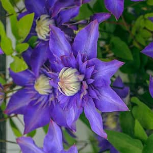 3 in. Pot Multi Blue Clematis Vine Live Potted Perennial Plant Vine with Blue Double Flowers