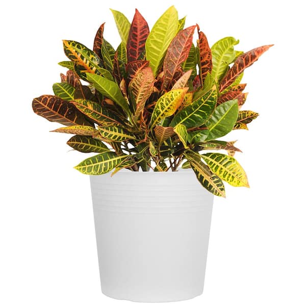 United Nursery Croton Petra Variegated Live Plant in 10 inch White Decor Pot