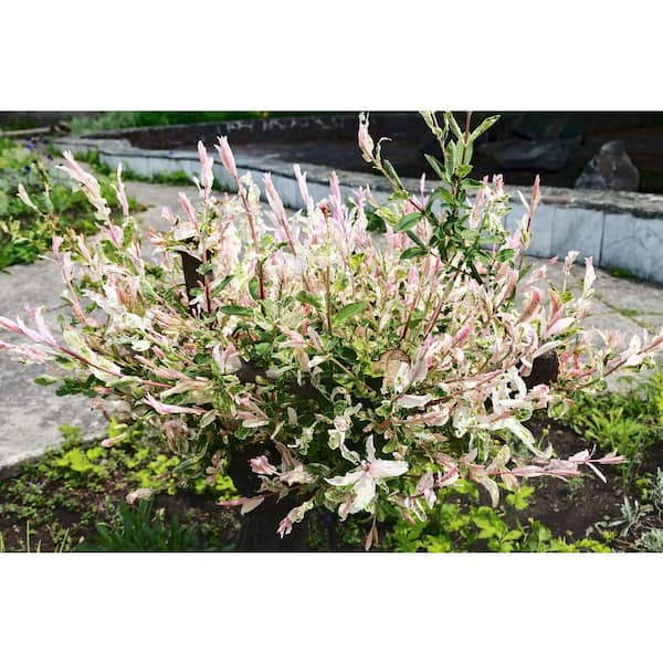 1 gal. Flamingo Dappled Willow Shrub – Colorful Deciduous Shrub with Pink, White, and Green Foliage