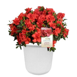 2 Gal. Autumn Embers Azalea Shrub With Semi Double Red-Orange Flowers in Decorative Container