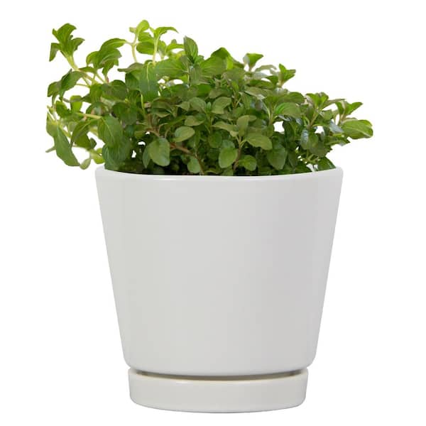 3 in. Ivorie Small White Ceramic Planter (3 in. D x 2.6 in. H)