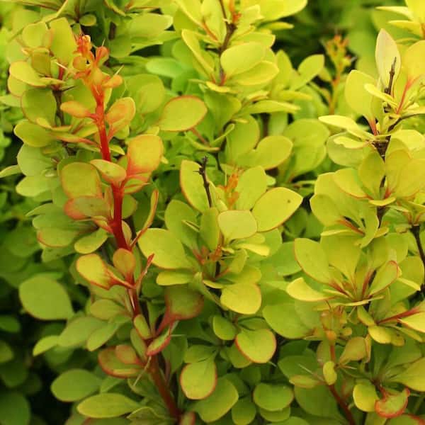 3 Gal. Golden Torch Barberry (Berberis Thunbergii) Live Shrub with Electric Yellow Foliage