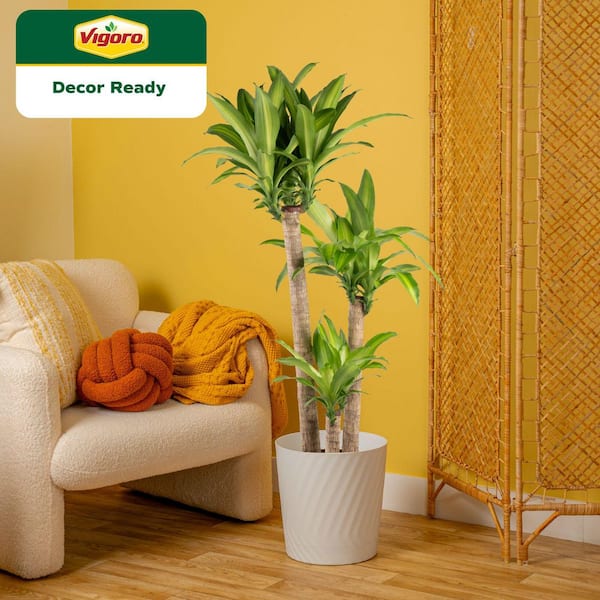 Dracaena Mass Cane Indoor Plant in 12 in. Decor Pot, Avg. Shipping Height 48-60 in. Tall