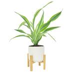 Grower's Choice Dracaena Plant in White Mid Century Pot and Stand