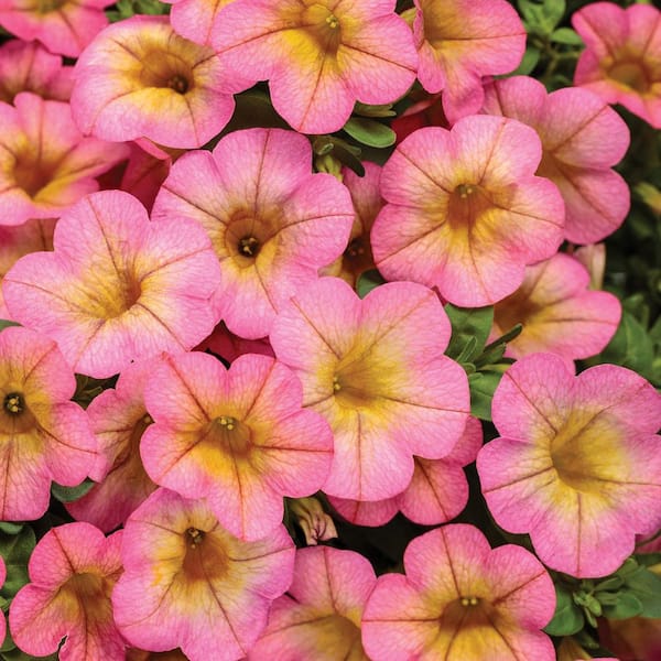 PROVEN WINNERS 4.25 in. Eco+ Grande Superbells Honeyberry