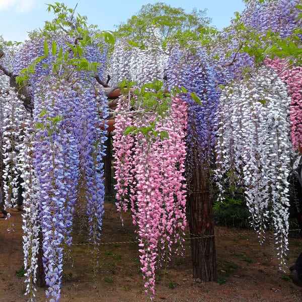 national PLANT NETWORK 1 gal. Tri-Color Wisteria Perennial Plant with Multicolor Flowers