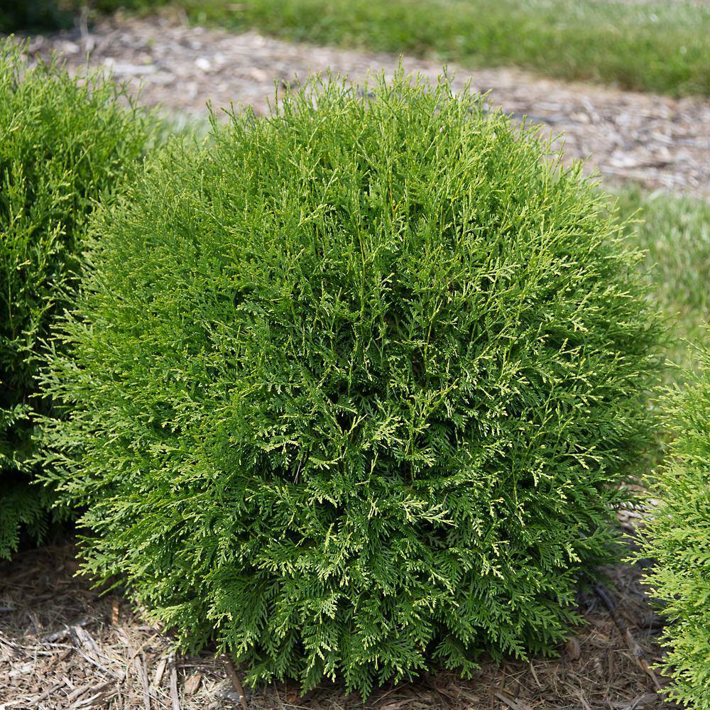 2 Gal. Planet Earth Arborvitae Shrub with Evergreen Foliage in Decorative Container price history on PriceWatchPro