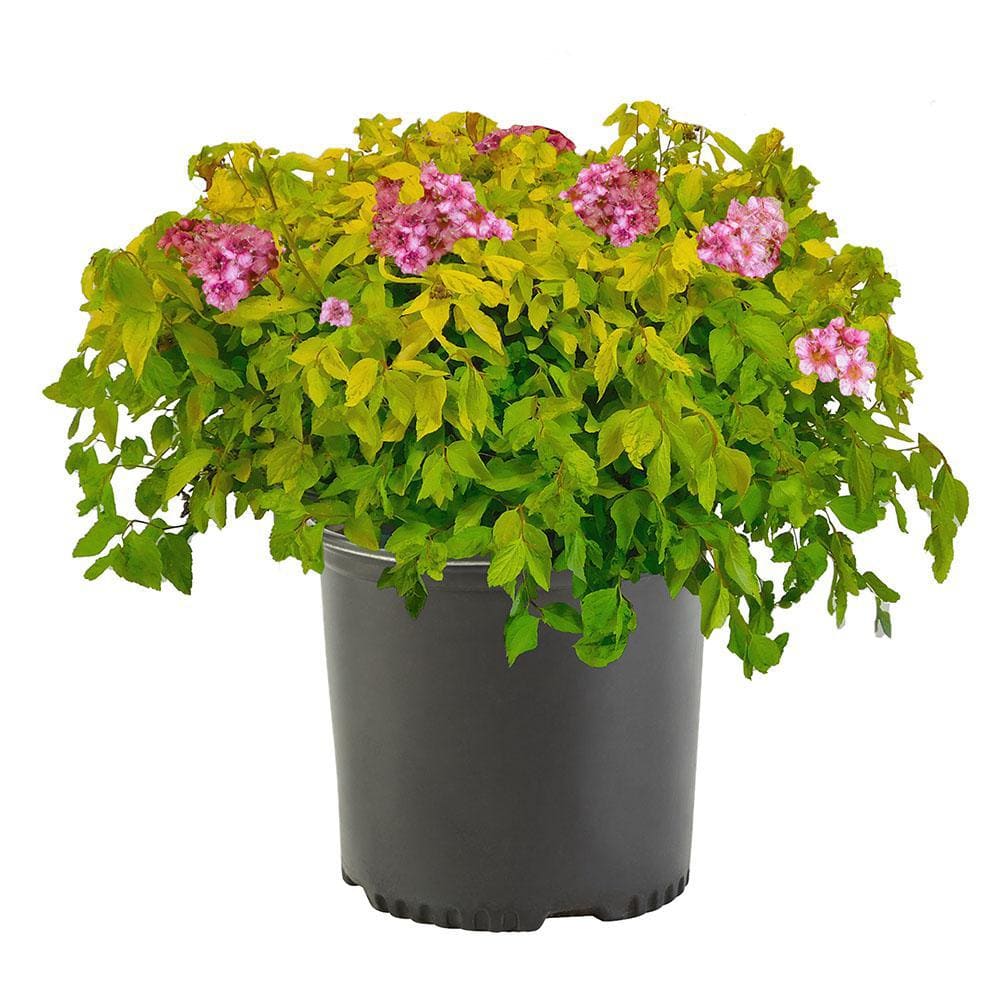 2.25 Gal. Goldmound Spirea Flowering Shrub with Pink Blooms