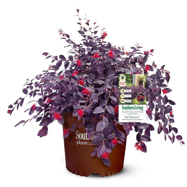 2 Gal. Red Diamond Midsize Loropetalum, Evergreen Shrub with Purple Foliage, Red Ribbon Blooms