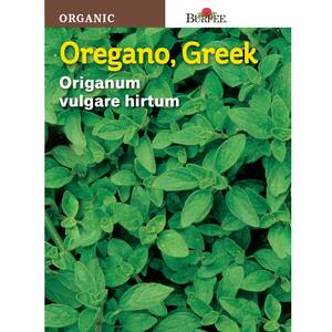 Herb Oregano Greek Organic Seed