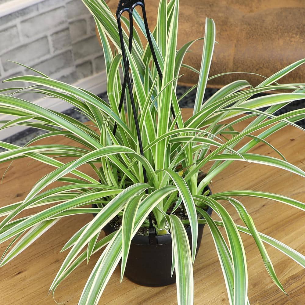 12-Inch Green and White Spider Plant in Black Plastic Hanging Planter