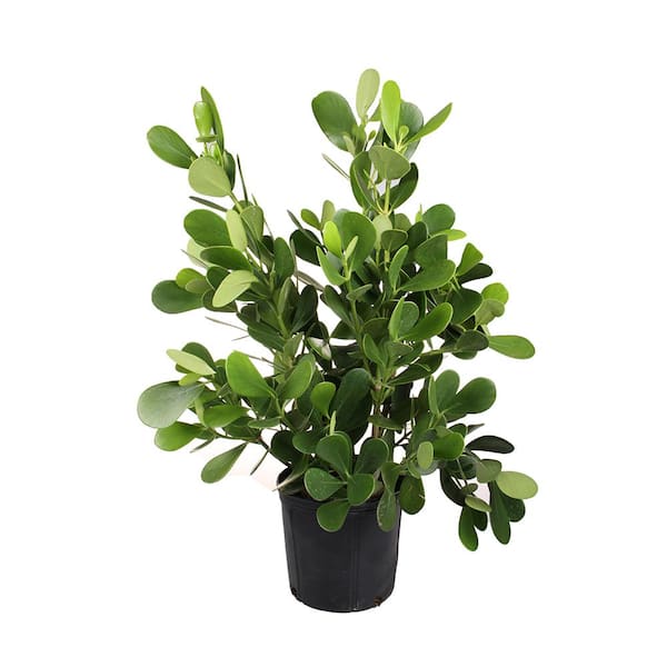 Costa Farms 3 Gal. Clusia Pitch Apple Shrub in Grow Pot