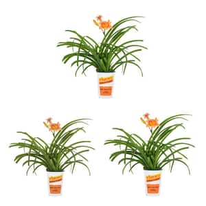 2 qt. Daylily Strawberry Candy Orange Bicolor Perennial Plant (3-Pack)