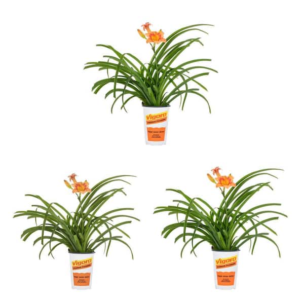 Vigoro 2 qt. Daylily Strawberry Candy Orange Bicolor Perennial Plant (3-Pack)