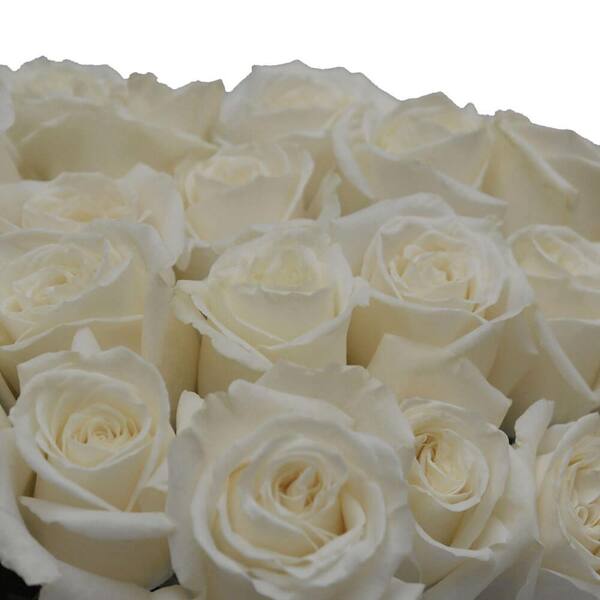 Ivory Cream Spray Roses 100 stems