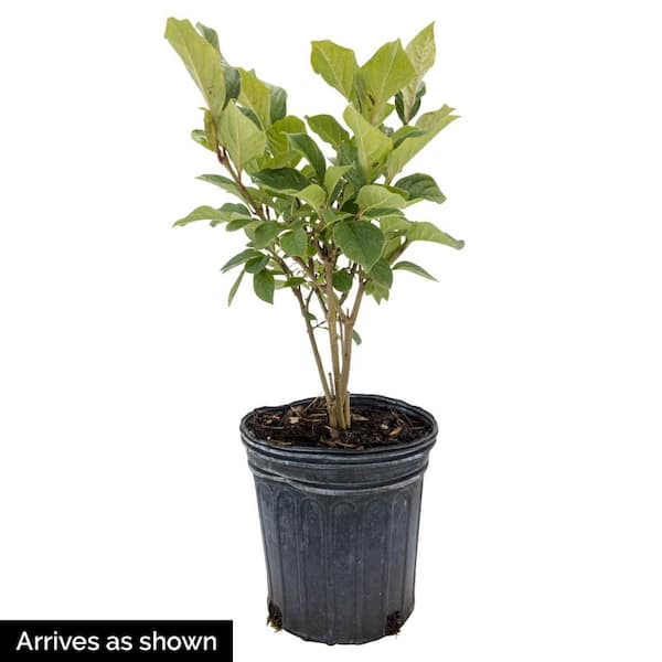 1 Gal. Pot Josee Reblooming Lilac (Syringa), Flowering Shrub Pink Deciduous Plant (1-Pack)
