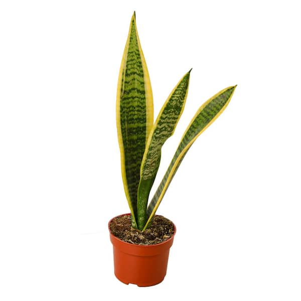 Snake Plant Laurentii (Sansevieria trifasciata) Plant in 4 in. Grower ...