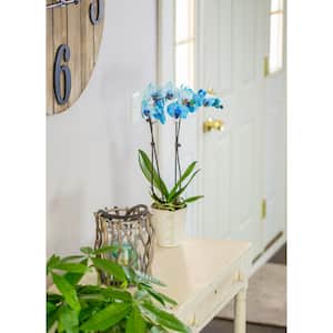 Blue 5 in. Watercolor Orchid Plant in Ceramic Pot (2-Stems)