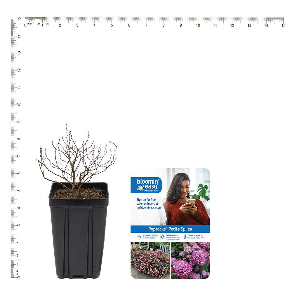Poprocks Petite Pink Spiraea 4" Potted Plant for Full Sun