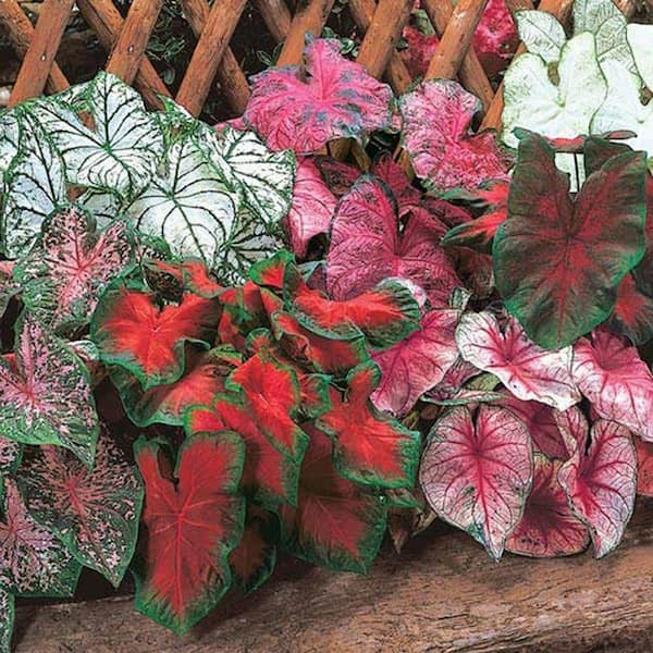 Breck's Fancy Leaf Mixed Caladium Dormant Bulbs (3-Pack)