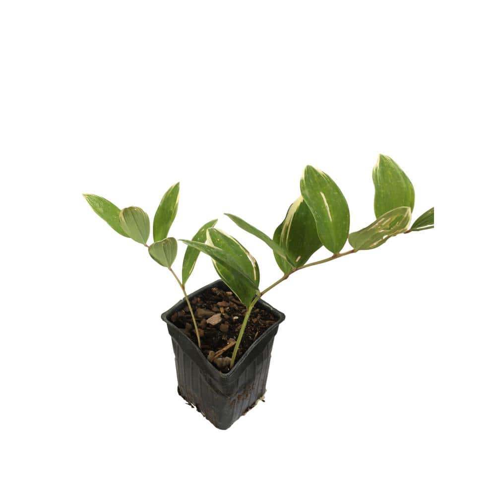 4 in. Pot Solomon Seal Plant
