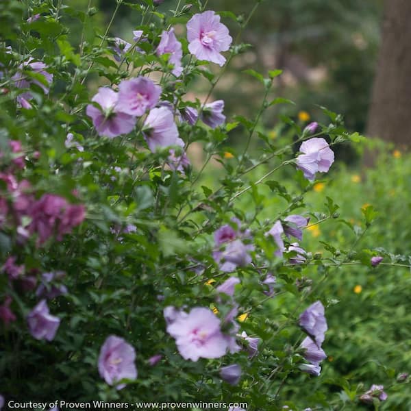 2 Gal. Lavender Chiffon Rose of Sharon (Hibiscus) Plant with Lavender Flowers