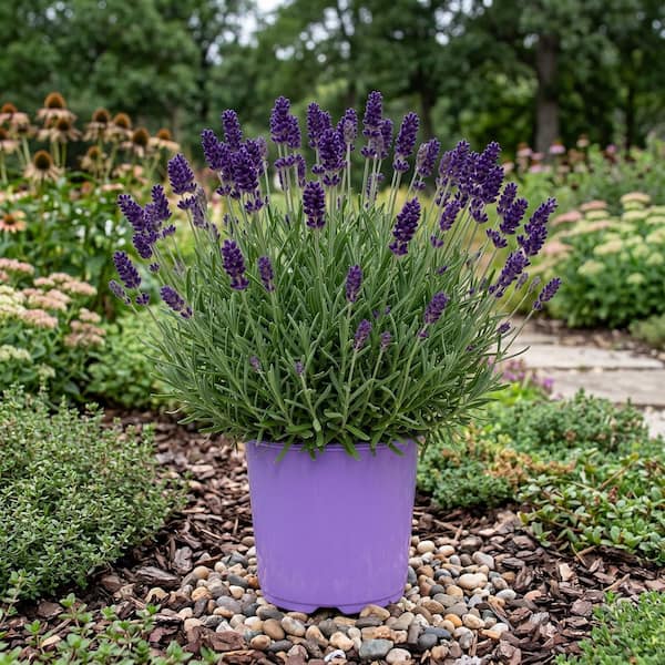 1 gal. Hidcote Lavender (2-Pack) LAVHIDPP1-GZT2 - The Home Depot