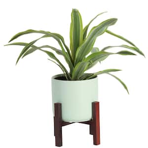 Grower's Choice Dracaena Indoor Plant in 6 in. Mid Century Pot and Stand, Avg. Shipping Height 1-2 ft. Tall
