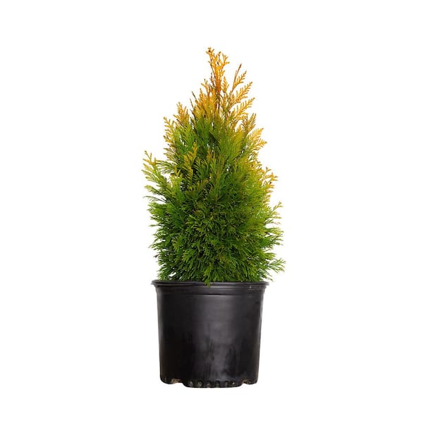 3 Gal. Forever Goldy Arborvitae, Evergreen Tree with Golden-Yellow Foliage