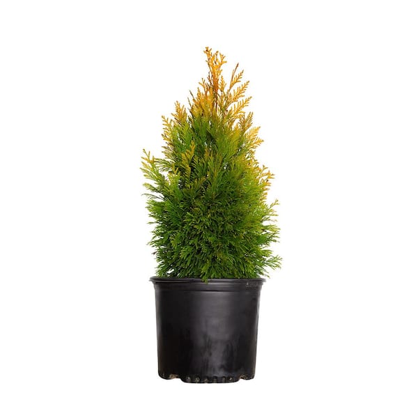 SOUTHERN LIVING 3 Gal. Forever Goldy Arborvitae, Evergreen Tree with Golden-Yellow Foliage