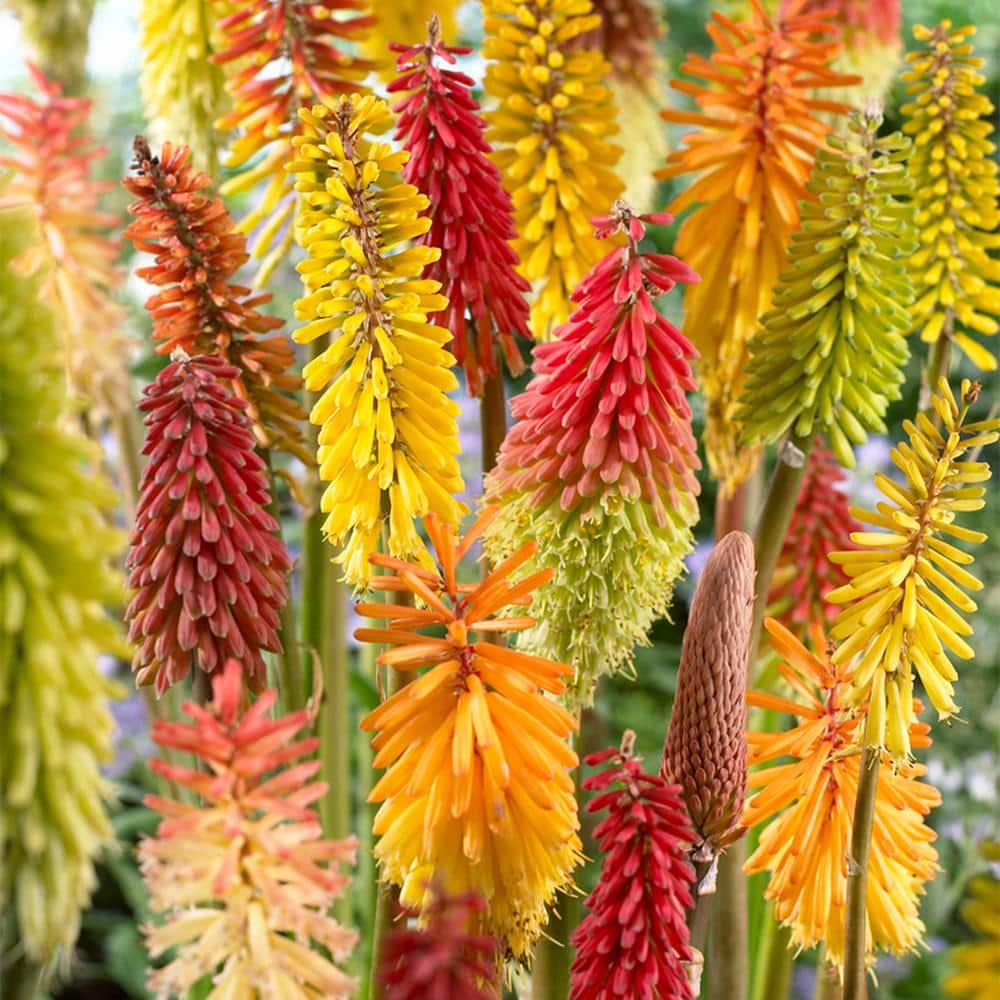 Kniphofia Red Hot Poker Mixture Pack of 5 Multicolor Perennial Plants
