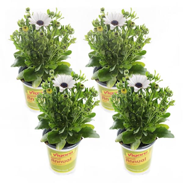 Unbranded 1.71-Pint White Compact Osteospermum (4-Pack)