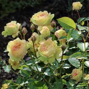 Bareroot Mint Julip Hybrid Tea Rose (2-Piece)