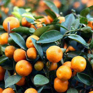 3 Gal. Calamondin Semi-Dwarf Tree