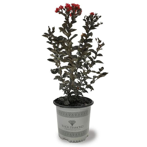 3 Gal. Red Hot Crape Myrtle Tree