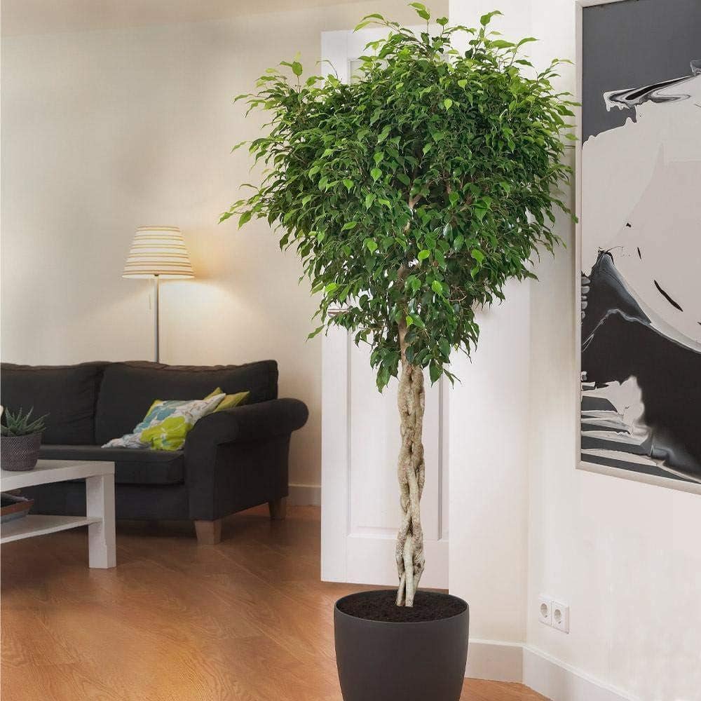 Large Green Braided Ficus Benjamina in Black Plastic Pot