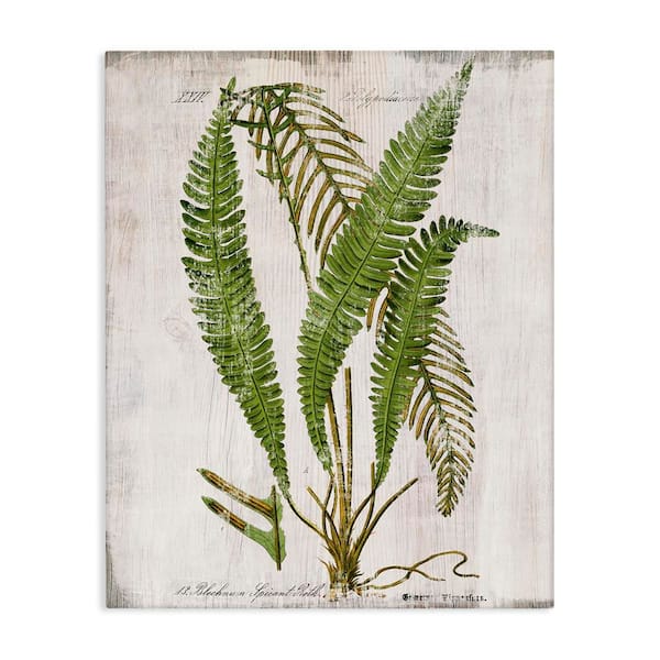 Thin Fern Leaves Study by Susan Arnot Unframed Nature Graphic Art Print 20 in. x 16 in.