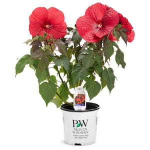 Hibiscus Summerific Holy Grail 2 Gal. Perennial Hibiscus (Rose Mallow) Live Plant with Dark Foliage and Deep Red Flower