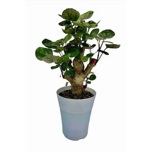 5 in. Fabian Aralia (Polyscias Scutellaria) Plant in Deco Pot