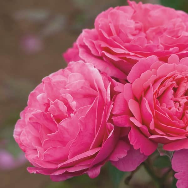 BLOOMABLES Bareroot Scentables Dee-Lish Hybrid Tea Rose Bush with