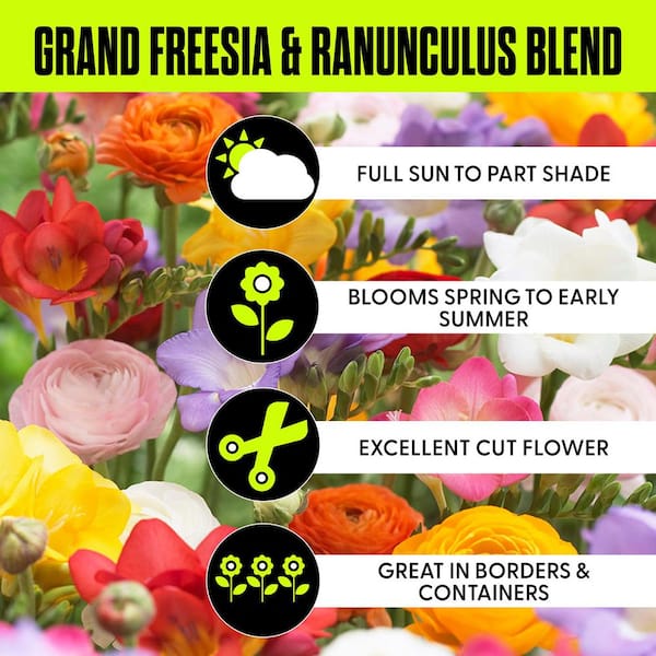 Grand Freesia and Ranunculus Blend Bulbs (75-Pack)