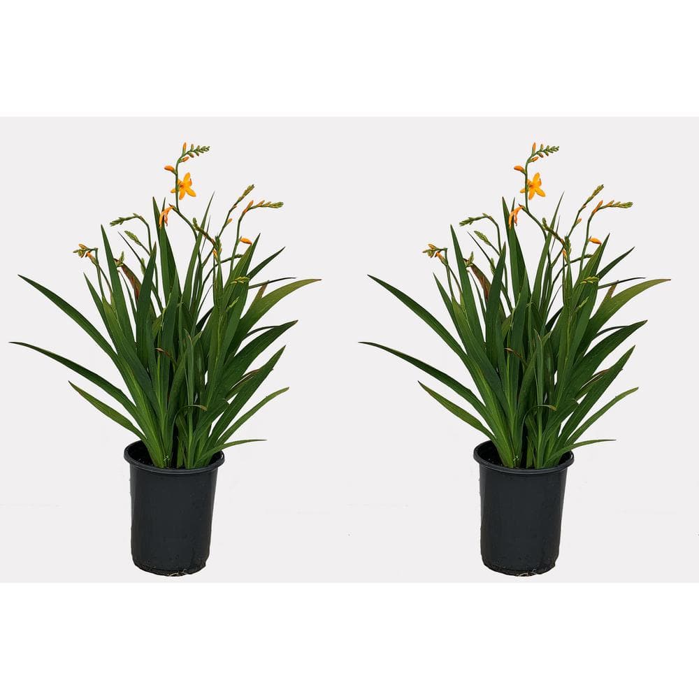 2.5 qt. Perennial Crocosmia George Davidson (2-Pack)