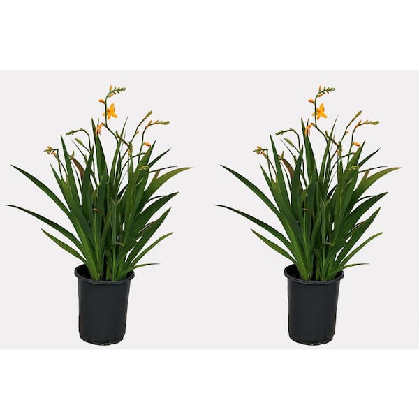 Unbranded 2.5 qt. Perennial Crocosmia George Davidson (2-Pack)